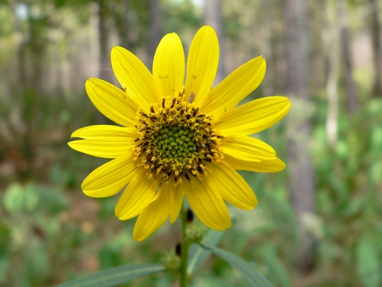 {Helianthus verticillatus}